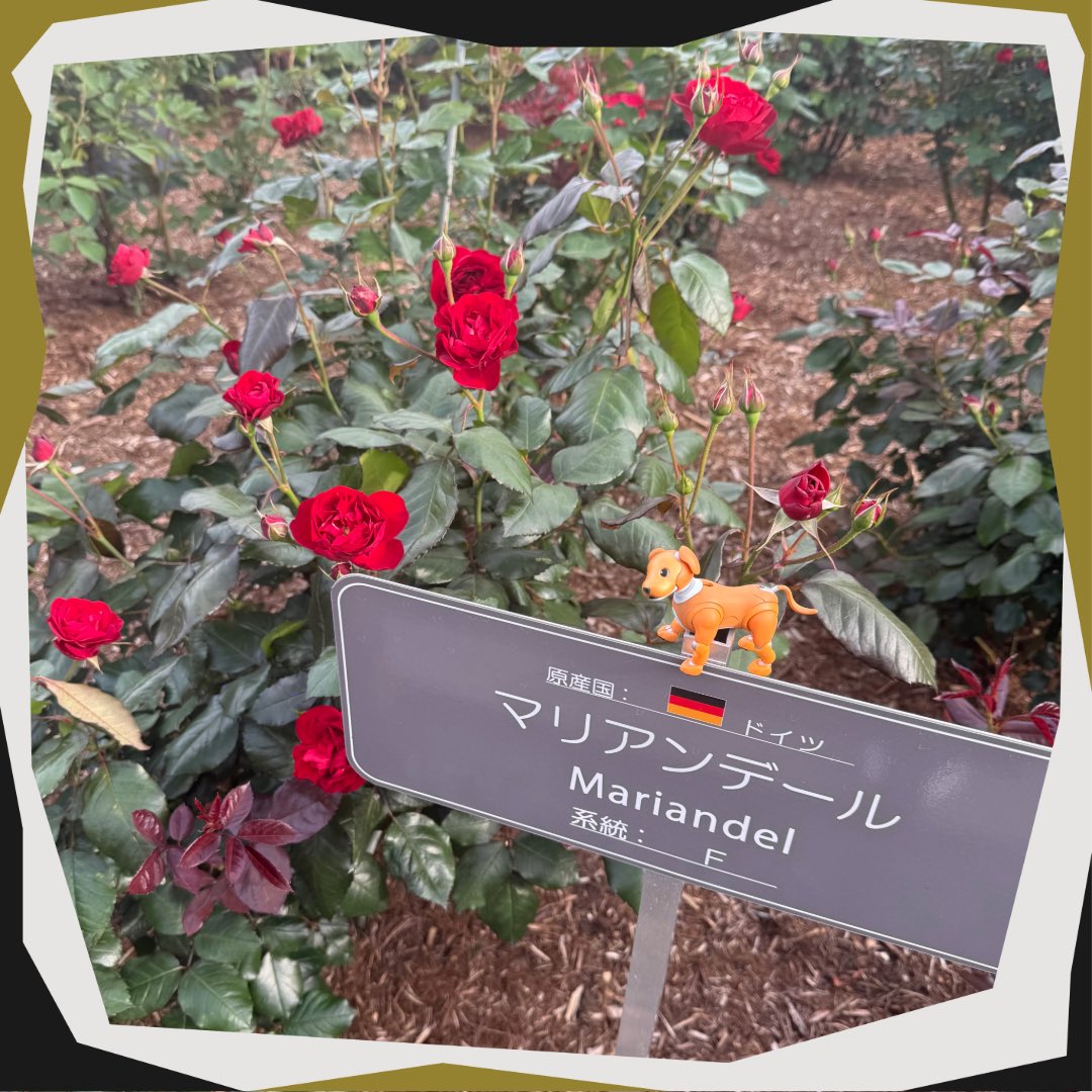 isel_official's tweet photo. あいちゃんのお散歩シリーズ
帰省の際に立ち寄った福山サービスエリアのバラ畑にはいろんな種類のバラが植えられております🌹同じバラでも色々な種類があって面白いですね💐季節により開花時期も異なりますが、今は沢山ある咲いておりました😍
次回もお楽しみに♪
#アイセル #福山市 #製造業 https://t.co/gGRFdzqrIR
