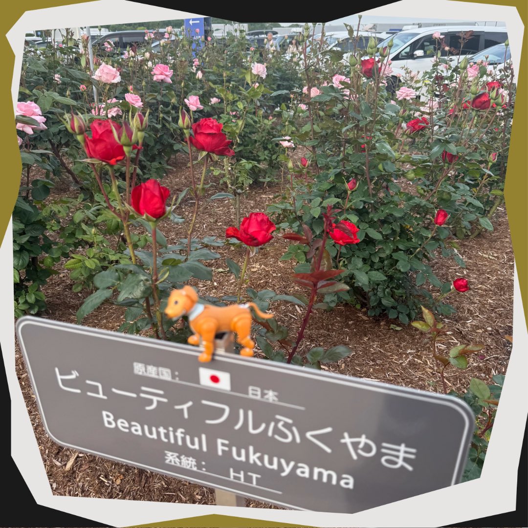 isel_official's tweet photo. あいちゃんのお散歩シリーズ
帰省の際に立ち寄った福山サービスエリアのバラ畑にはいろんな種類のバラが植えられております🌹同じバラでも色々な種類があって面白いですね💐季節により開花時期も異なりますが、今は沢山ある咲いておりました😍
次回もお楽しみに♪
#アイセル #福山市 #製造業 https://t.co/gGRFdzqrIR