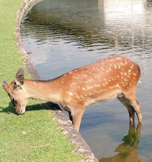 deer tweet media