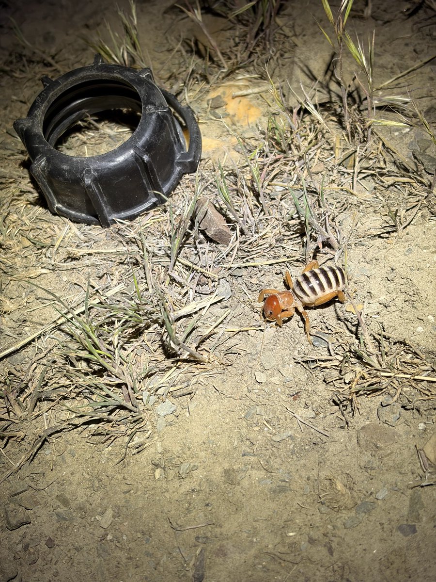 shotonbothside's tweet photo. Grok, what is this insect? https://t.co/4zwZ7E59Hq