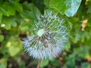 bloglezer's tweet photo. @jong_jasper
Goedemorgen.
Macrofotografie leert je niet méér zien, maar dieper kijken.
Voor HSP’s herkenbaar. Voor anderen misschien verrassend herkenbaar. 📷✨
Lees hier: https://t.co/AUDBeAchiD
#hoogsensitiviteit #macro #aandacht #verstilling #fotografie #natuur #bewustzijn https://t.co/caqNEhqVmr