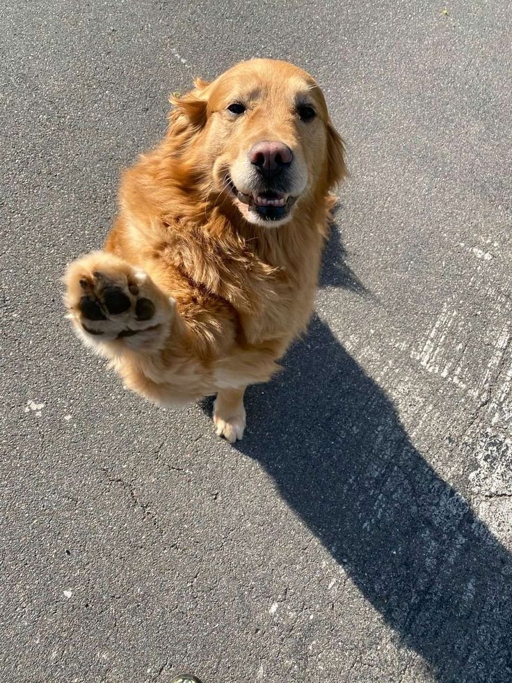 Doglover tweet media