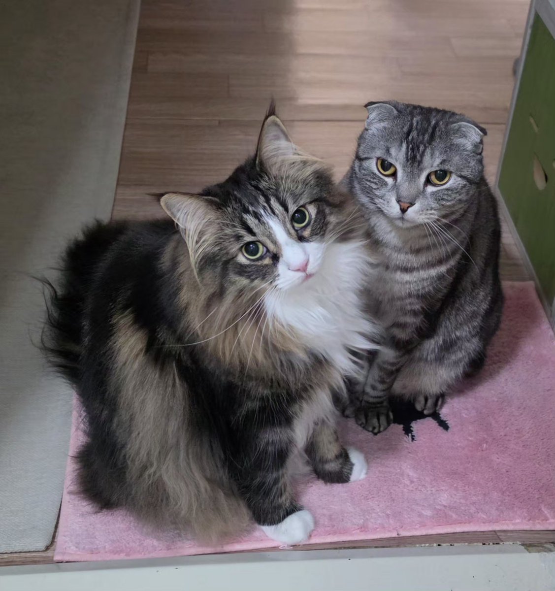 lazy_aki's tweet photo. 유행하는 거 해보기 https://t.co/T2LBMZyrgK
