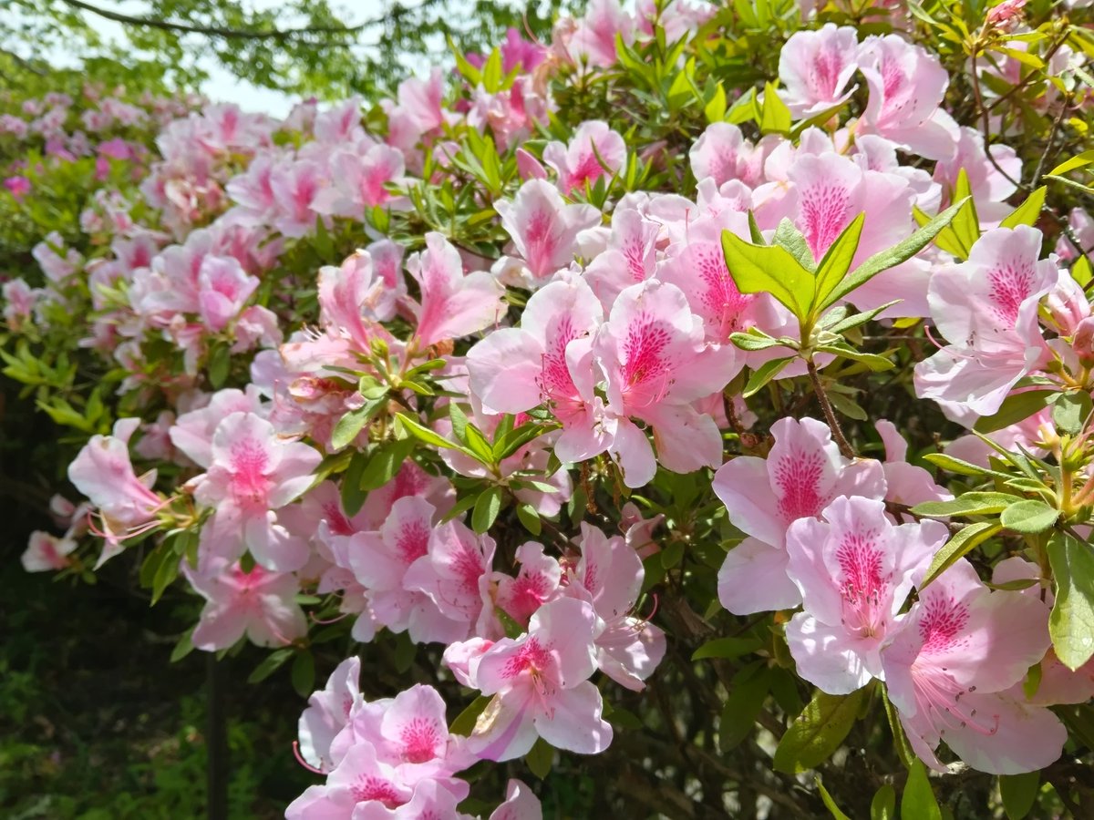 生駒山 なるかわ園地
つつじロール

駆け込みで見に行きました❣️
かなりお花が終わっていて
今日でギリギリ見られる感じでした😆

平日だけれど沢山の方が来られていましたよ🥾