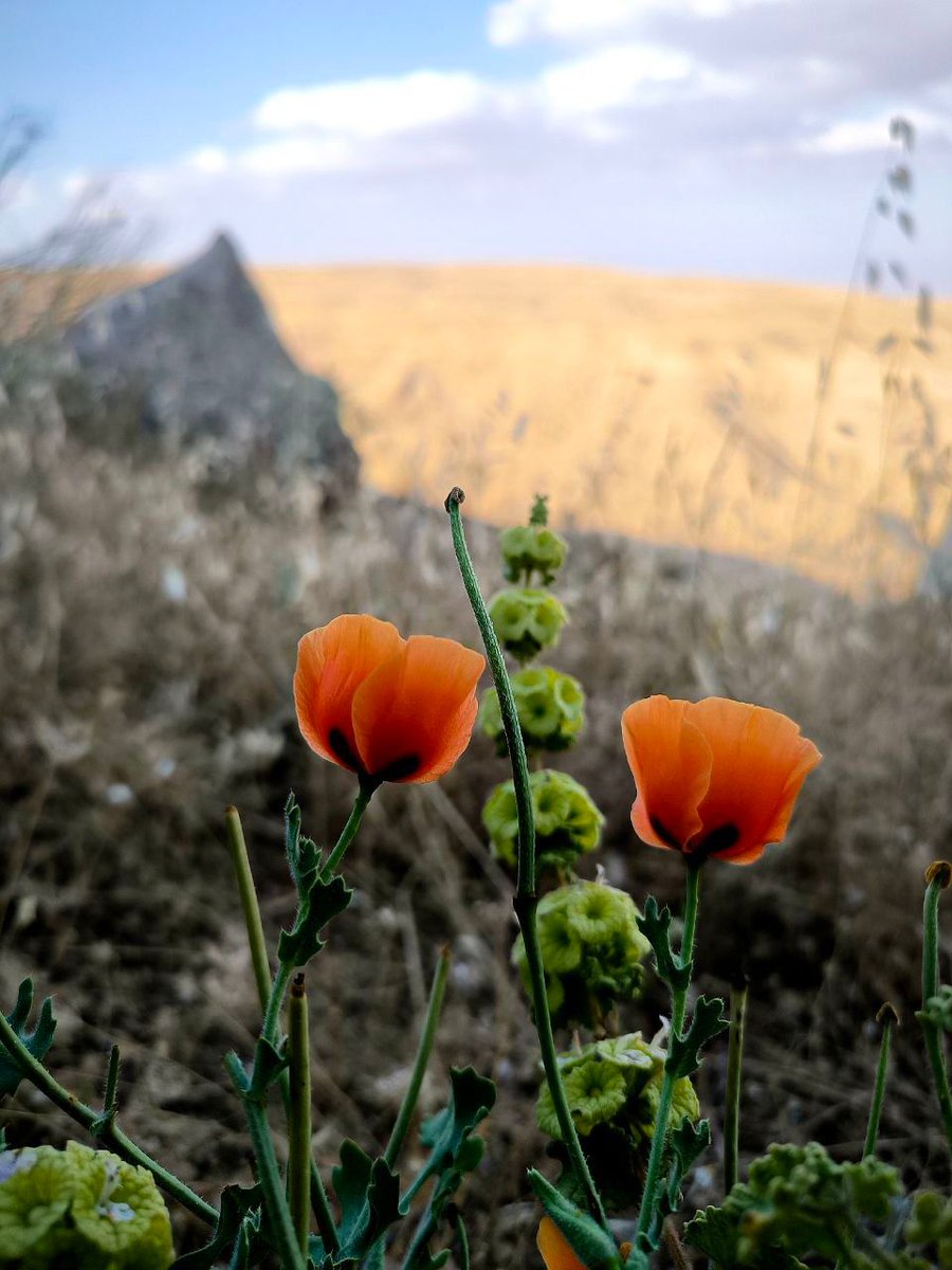Nature, quiet, and a moment to pause 🌿
Shabbat Shalom from the Judean desert 🤍 

📷 Hillel Glaser