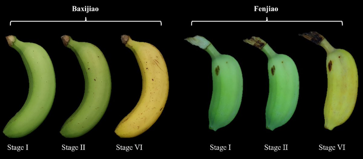 HortiPlant's tweet photo. #FruitRes 
First comprehensive study of 36 banana HAT genes, identifying MaHAG28 as a positive regulator that speeds up starch degradation and fruit ripening. 
@MaximumAcademic @sci_plant #Banana #Ripening
Details: https://t.co/6nO8tM3cQv https://t.co/rX73kk4zUz