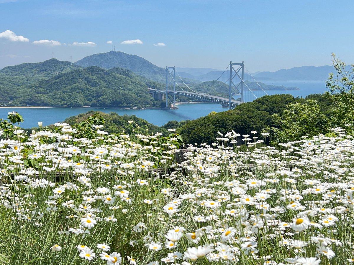 ＃今日の因島
馬神除虫菊畑は花弁が下を向いてき始めました。

写真1枚目：馬神除虫菊畑
写真2枚目：因島大橋の見える除虫菊畑（白滝フラワーライン途中）
2026.05.07撮影