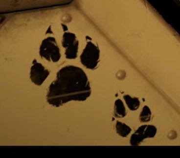 is the paws from the arwing james and fox's?