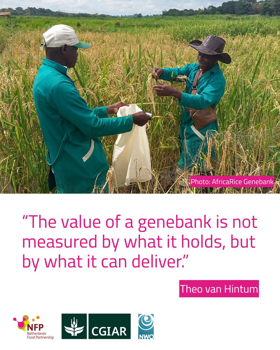 CGIAR's tweet photo. ❄️ Genebanks are vital to global food security—but many crops can’t simply be frozen and forgotten.
The first in a new blog series by @nfp_sdg2, looks at how #NLCGIAR research collaboration keeps crop diversity accessible when it matters most.
🔗 https://t.co/MFT5lKwfdy https://t.co/euVWzs7Mgt