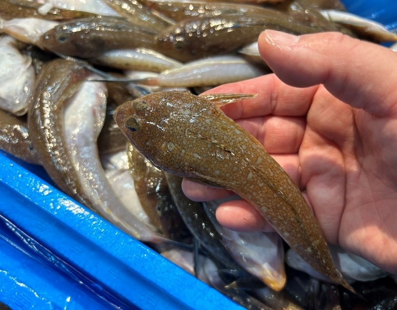 tsukijiichiba's tweet photo. この魚の名前わかる人～😁 https://t.co/GBnryml0Gw