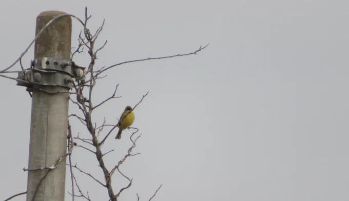 今日の鳥
