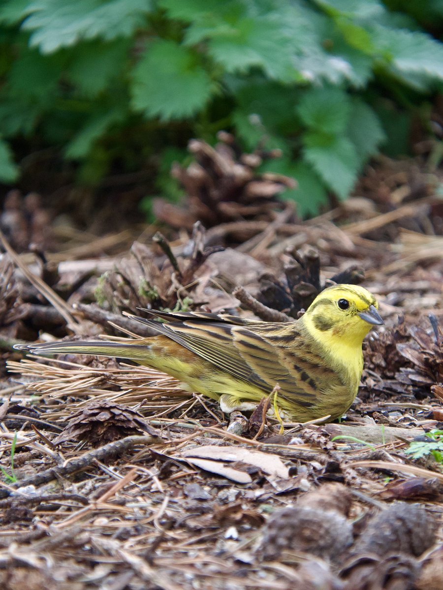 PaulHdigiman's tweet photo. Male Yellowhammer, Scotland 🏴󠁧󠁢󠁳󠁣󠁴󠁿 Kowa 55s scope, iPhone 15 pro max, Vario adapter #phonescoping #kowascoping @KowaOptics https://t.co/cx79xsQ4TM
