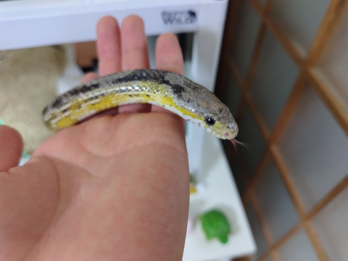 イサハ🐢🐍🦎 tweet media