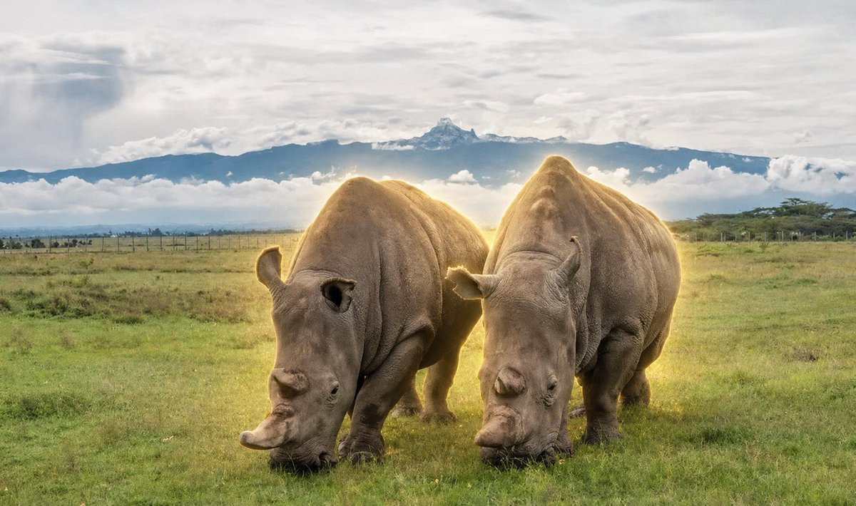 Najin and Fatu The Rhinos tweet media