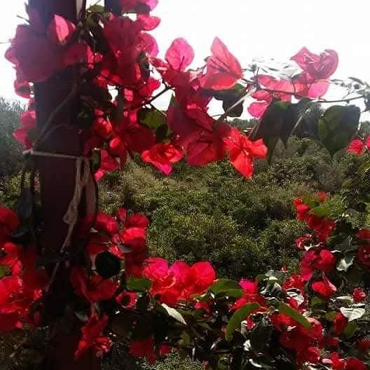arifenvr's tweet photo. "Tabiatla konuşmasını bilmeyen insanın ruhu dilsizdir.."

 🌾Alıntı https://t.co/4VpwOxbVUX