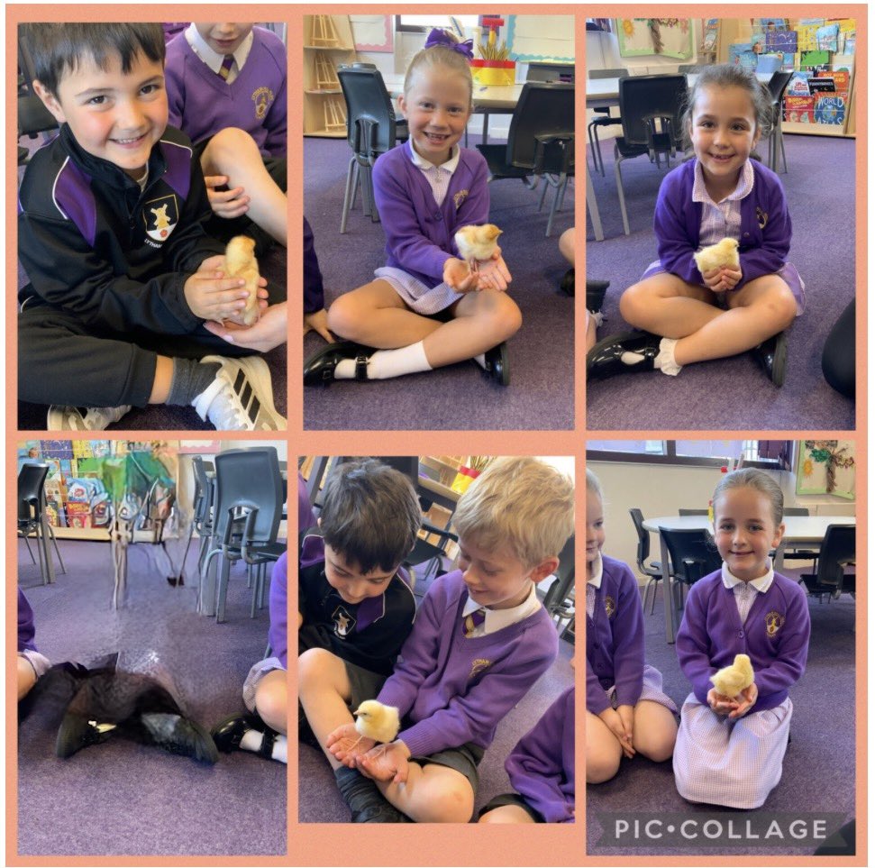 HallParkPrimary's tweet photo. From tiny eggs to fluffy chicks. Our children have watched the full journey on our Chicks Cam — seeing them hatch, grow, and learn to care for living things. Experiences like this build curiosity, responsibility and an understanding of life cycles through hands-on learning. https://t.co/0vKDN63LCP