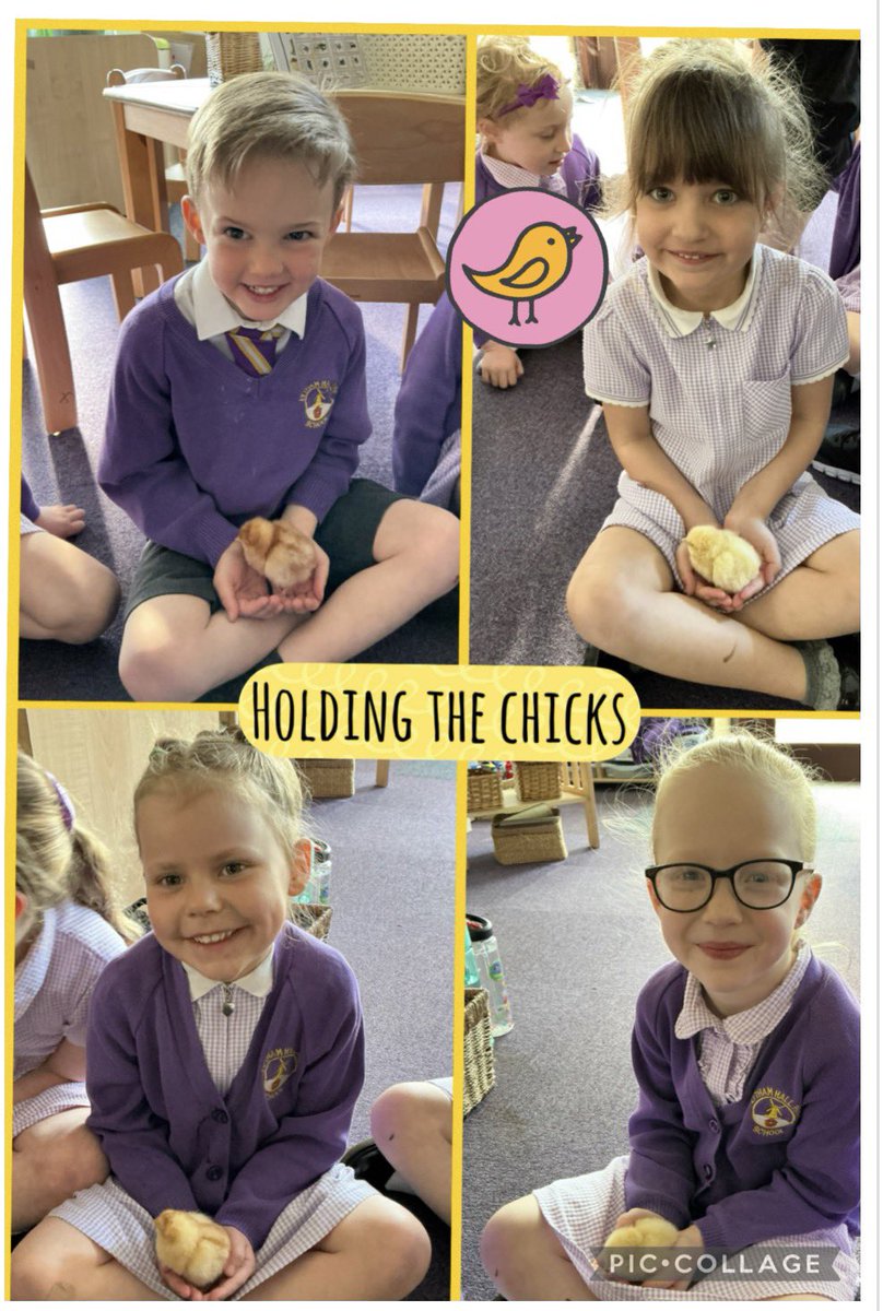 HallParkPrimary's tweet photo. From tiny eggs to fluffy chicks. Our children have watched the full journey on our Chicks Cam — seeing them hatch, grow, and learn to care for living things. Experiences like this build curiosity, responsibility and an understanding of life cycles through hands-on learning. https://t.co/0vKDN63LCP
