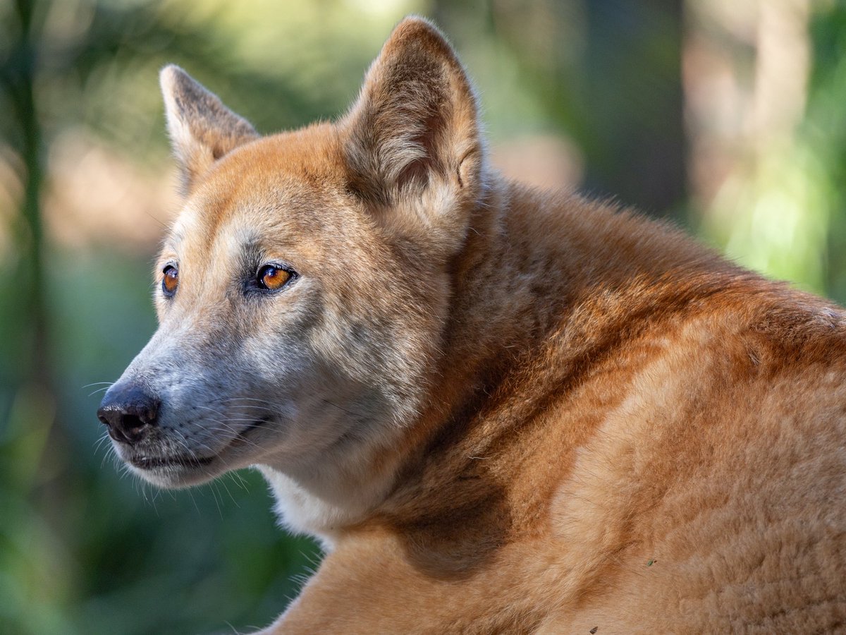 Australia Zoo tweet media