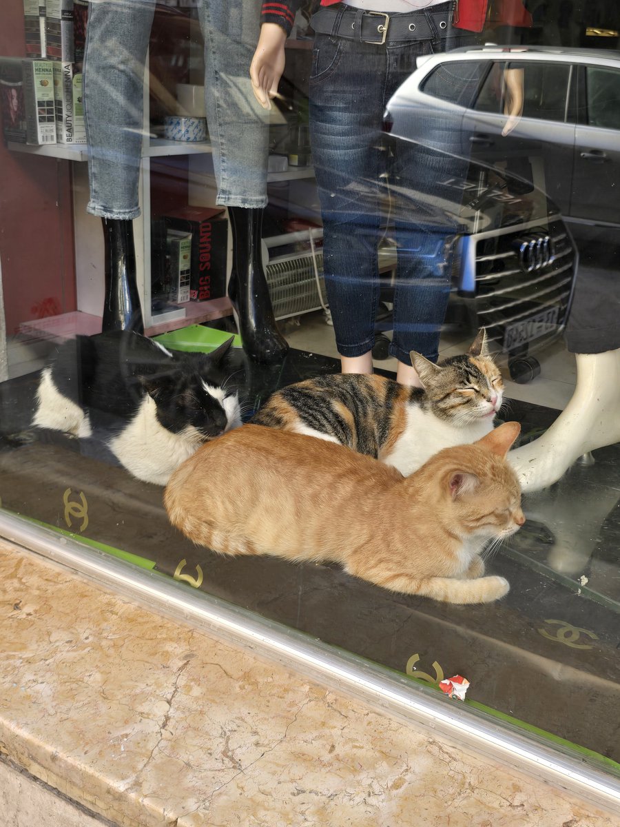 SyrianCats's tweet photo. At Sabaya shop in #Tartous #Syria 🥰 https://t.co/Ketq0Z4Wq9