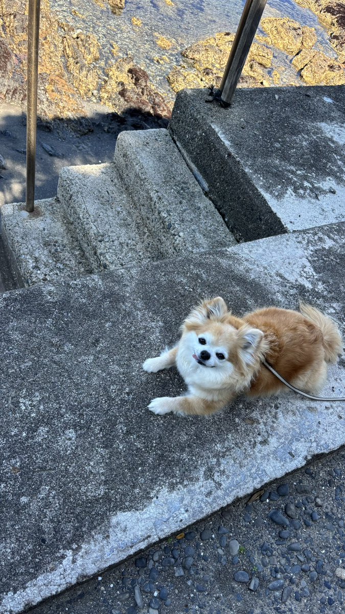 くつろいでるチビちゃん🐶💕