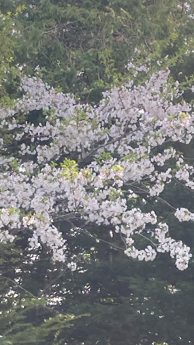 子供が生まれた時に植えたソメイヨシノ、今年はいい感じです。2日後の花見の酒宴まで残ってくれているといいな。 #ゆき・ふる・さと #雨竜町 #北海道 #とほ宿