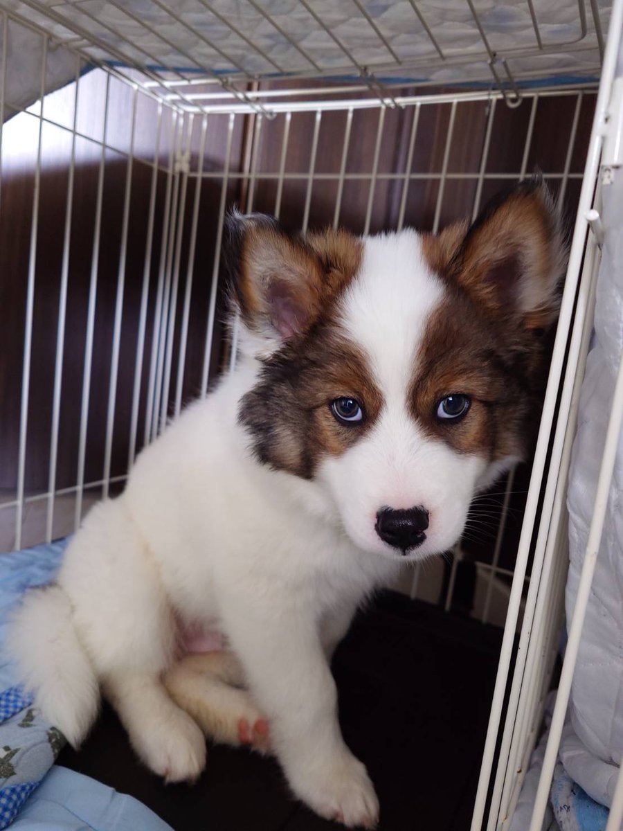４月２５日　午前８時頃、町内大成で、子犬を保護しました。
生後２ヶ月程度の幼犬で、白地に茶のオスです。
現在、預かりボランティアさんのお世話を受けていますが、飼い主になってくれる方を探しています。佐呂間町役場町民課生活環境係２－１２１３までご連絡ください。