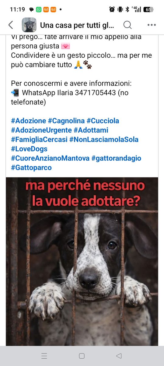 Vardiello2's tweet photo. Nessuno che voglia aiutare questa creatura? Con tutte le belle persone tra di noi? https://t.co/tvSNAw5ale