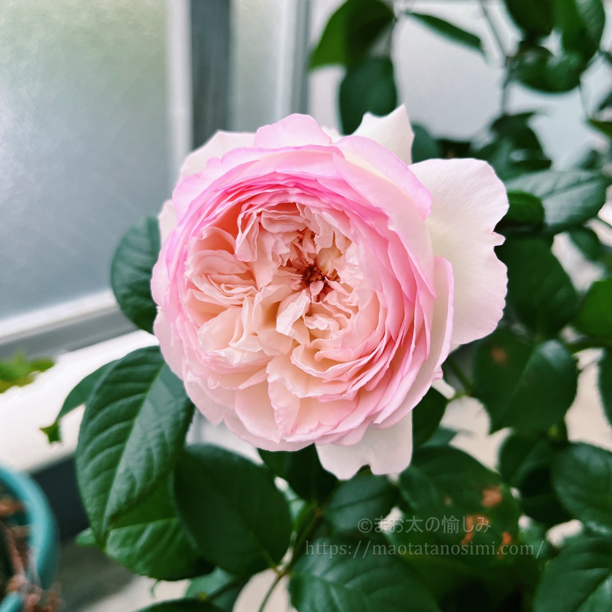 やっと咳がおさまってベランダのバラを愛でる余裕ができました🌹やったね

ローズドゥメルスリーのサボン
評判どおりなんて可愛いの！
しかも香りが素晴らしい
咲き始めはフルーツ香っぽくて開いていくとほんのりパウダリーでうっとり
ずっと嗅いでたい☺️

#ベランダガーデニング