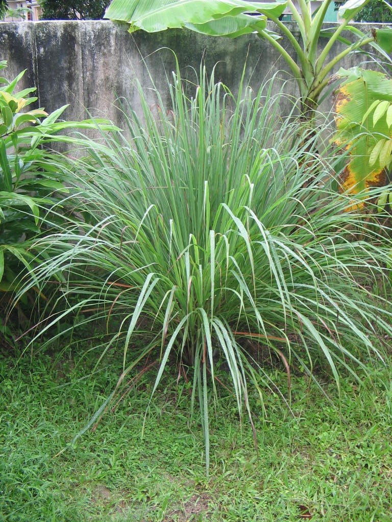 SAFO NYAME HERBAL THERAPEUTICS tweet media