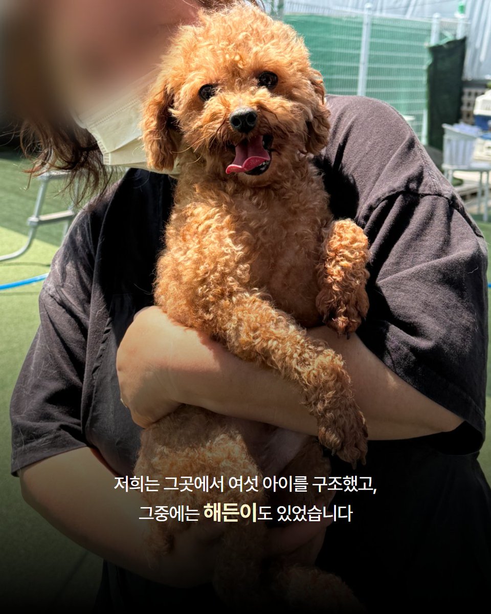 고통이 메아리치던 평택시 불법 번식장 현장.  

저희는 그곳에서 여섯 아이를 구조했고,
그중에는 해든이도 있었습니다.  

구조 후 쉼터에서 목욕을 시키며 발에 붙어 있던 오물들을 조심스럽게 제거했는데, 짓무른 발바닥에서는 피가 계속 흘러나오기 시작했습니다.  

다행히 치료를 받은 뒤