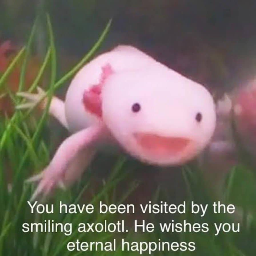 WholesomeMemes tweet media
