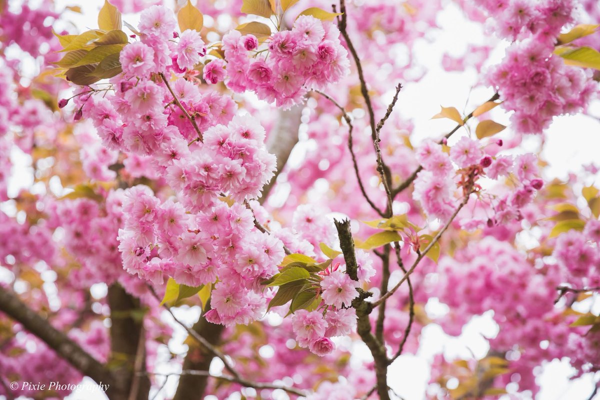 pygnille's tweet photo. Sakura in Denmark #dollfiedreamhimari #dollfiedream #dollphotography https://t.co/c56gMKdctQ