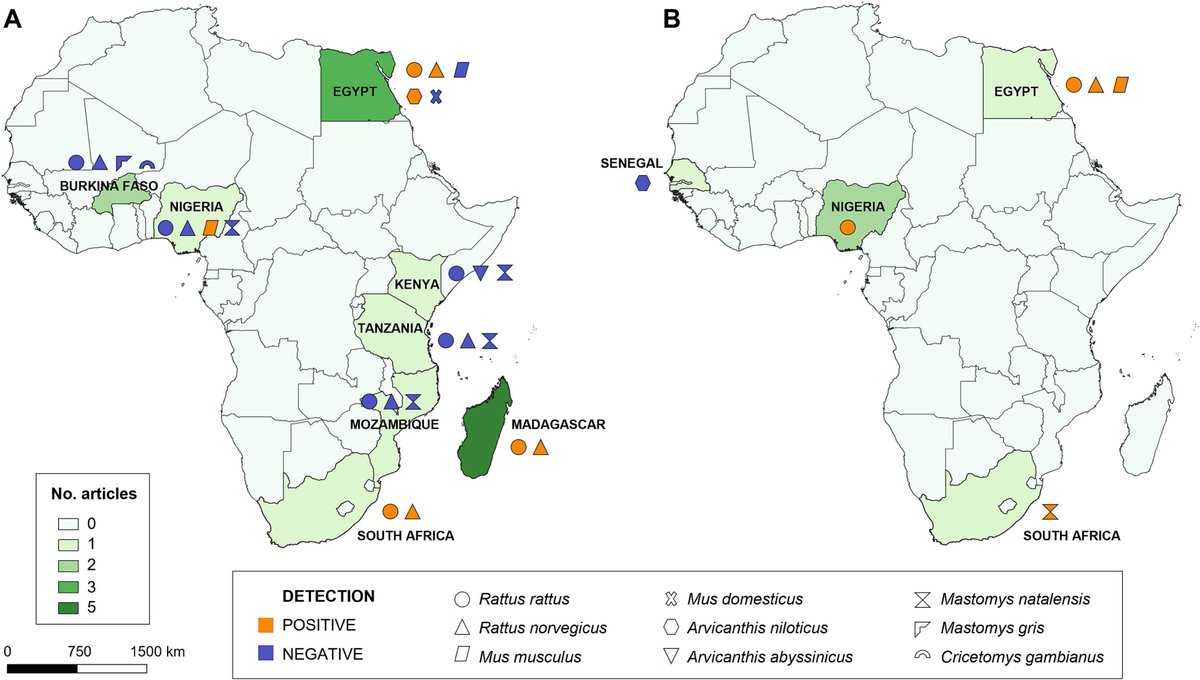 GonzalvezMoises's tweet photo. 📢📢Our last systematic review entitled "Neglected rodent-borne zoonoses in the African continent and Madagascar, the case of Angiostrongylus cantonensis and Trichinella spp." has just been online published!! 🪱🐀🌍
@claramh91 @IREC_CSIC_UCLM 

https://t.co/Z6BPVSBDxW https://t.co/7Okk2508ly