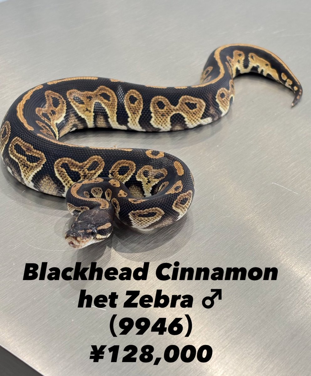 Blackhead Cinnamon het Zebra ♂ （9946） 223g 追加の写真、動画
