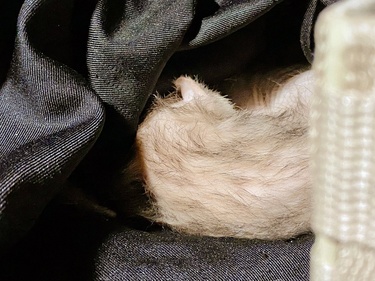 niratorisan's tweet photo. 会う度に軽くなっていく
お迎え当時の重みを思い出させてくれます
どんなひぃちゃんもずっと愛しいよ〜…泣

あ、これは私が昔買ったメイド服の中で
すやすやしてるひぃちゃんの写真です…(◡‿◡ฺ✿)
程良い冷感なのかな、素材的に https://t.co/hwEdCDc3Rj