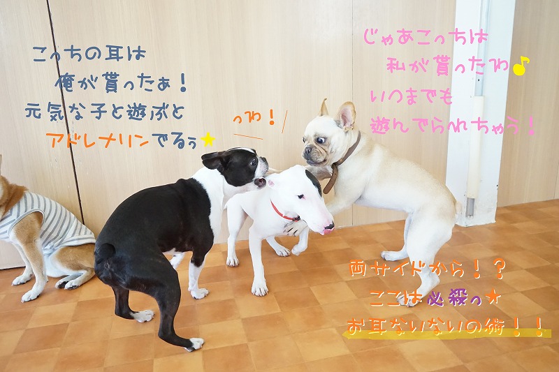 Puppy 廃盤 Chouchou 犬