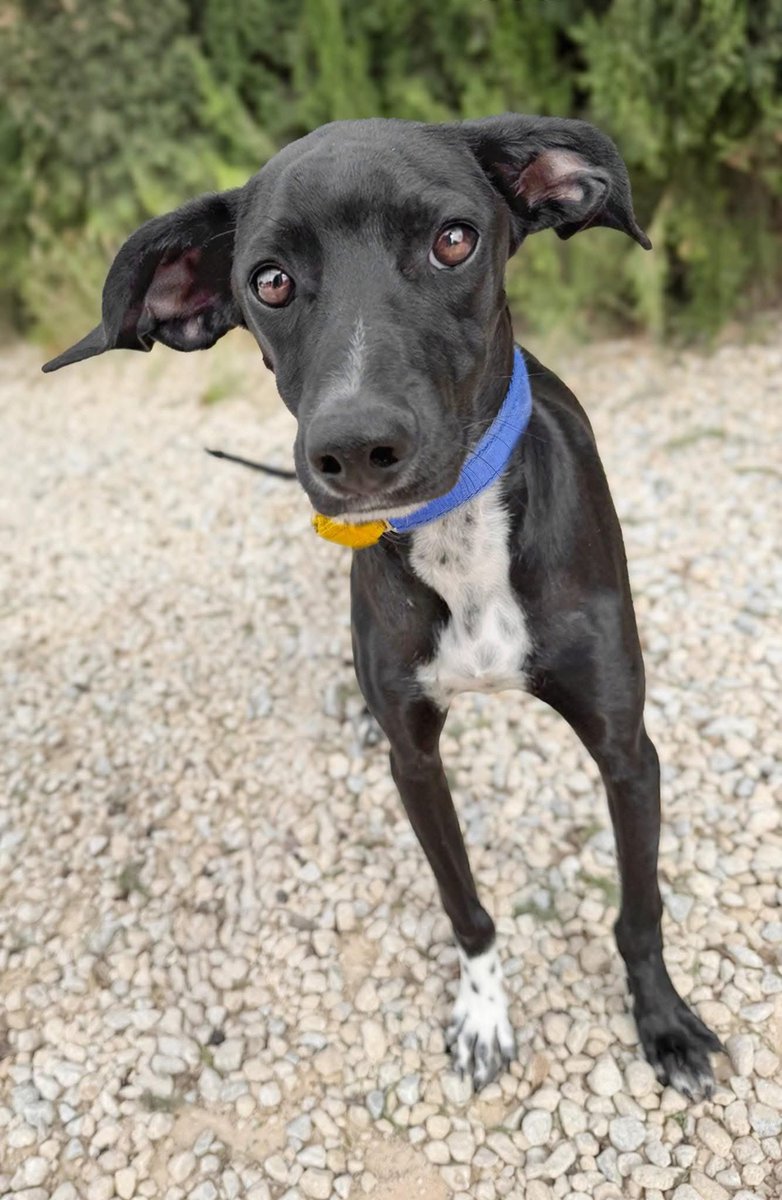 Galgos del Sol tweet media