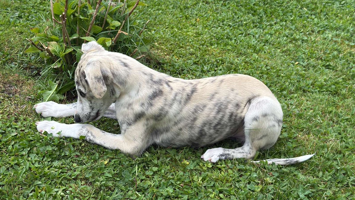Nov član familije je zlo živ 🐕❤️