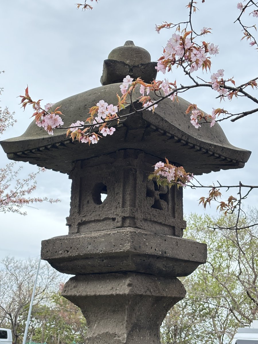 BE2051's tweet photo. 今日はNHK中継補助で稚内に来ています。
稚内北門神社から見頃の桜をお届けします！
ほっとニュース道北・オホーツク「旬きた中継」
18:45からです！ https://t.co/sNFGXUN3TG