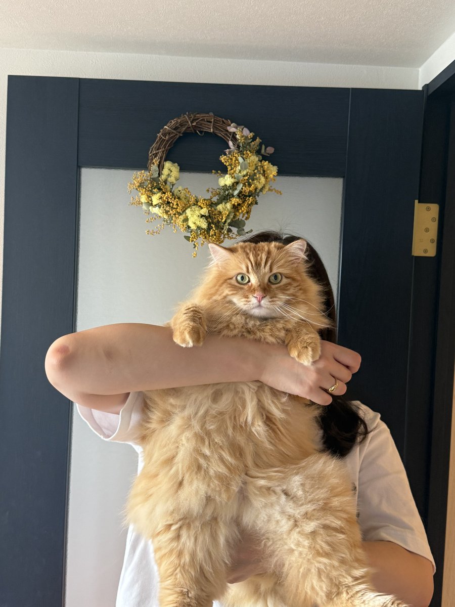 tsumugi0820's tweet photo. はぴば、自分🐈 https://t.co/NapG6b7Uv4
