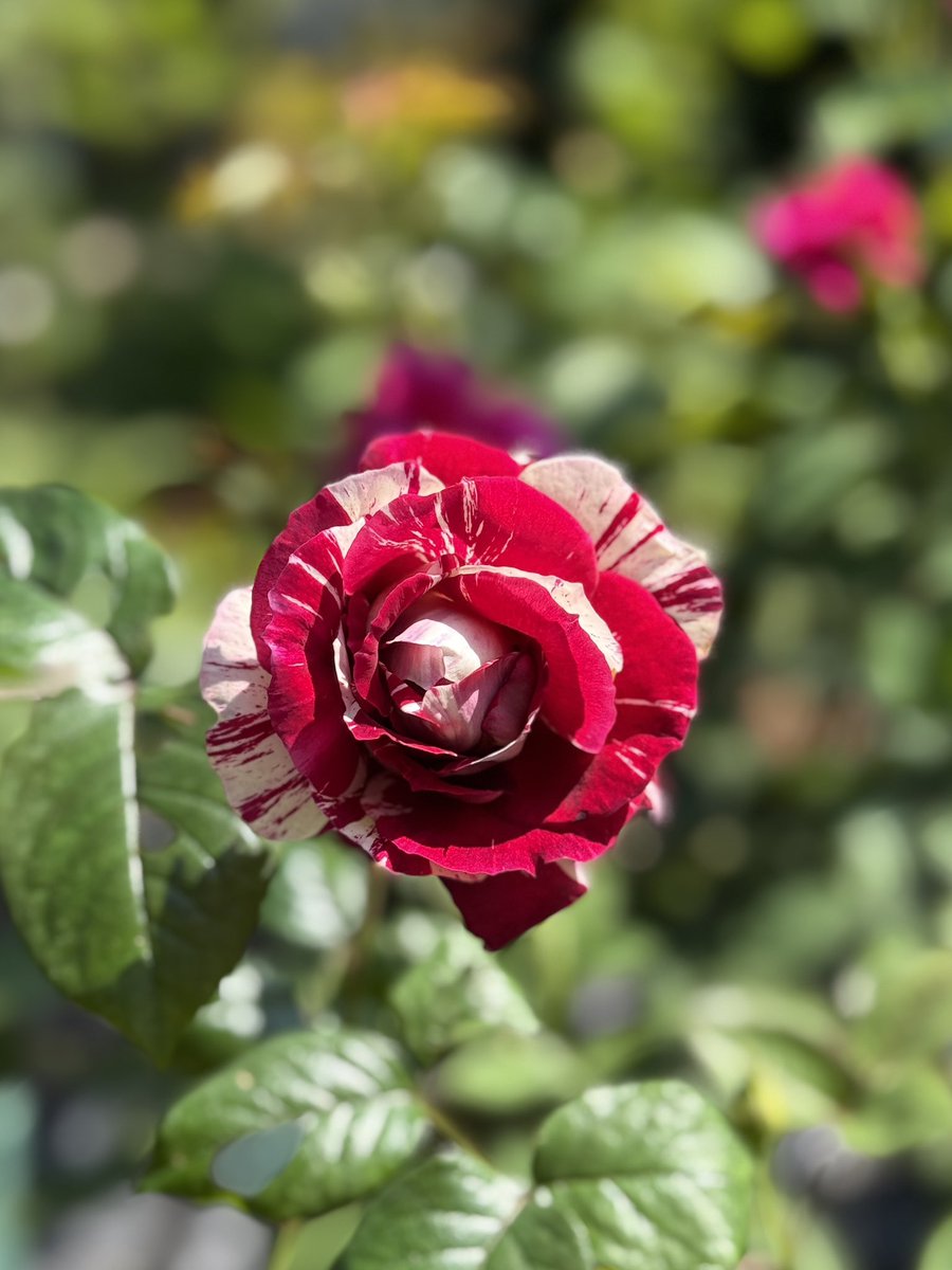 エレガント レディ
高芯剣弁いかにもHTなバラはウチでは珍しいですが
自分で芽接ぎして二代目作るくらいだからお気に入りなんです
甘口の適度な強さの香りも良いのです

ウィリアム クリスティ 2015
白みのあるアプリコットカラーで緻密なロゼット