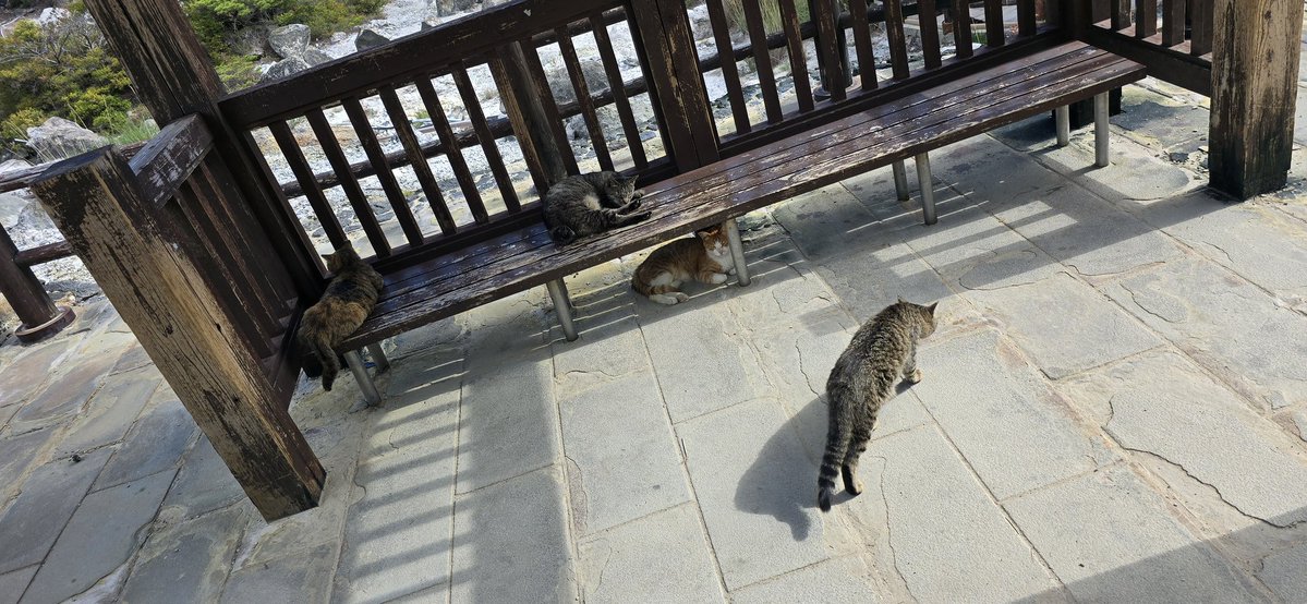 みけねこ (@mikeneko0829g) / Posts / X