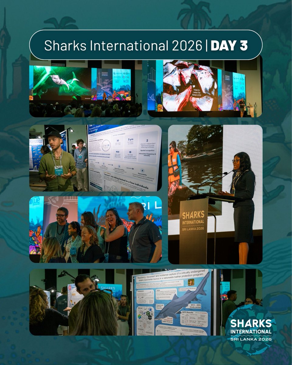 Sharks International 2026 tweet media