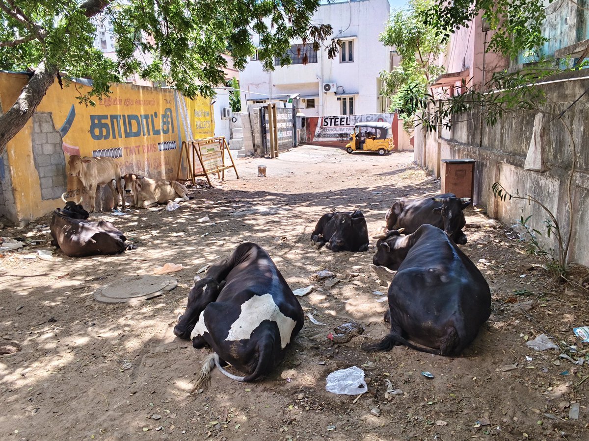 jilaba99's tweet photo. @chennaicorp Still not resolved. You guys have visited the next street. Pls take necessary action. Thanks https://t.co/NnO8XGy9DU