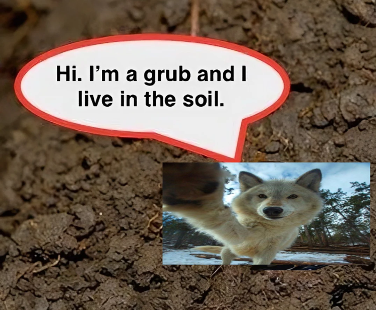 woof "kindness, love and friendship" woofington (@woofgonecrazy) on Twitter photo 