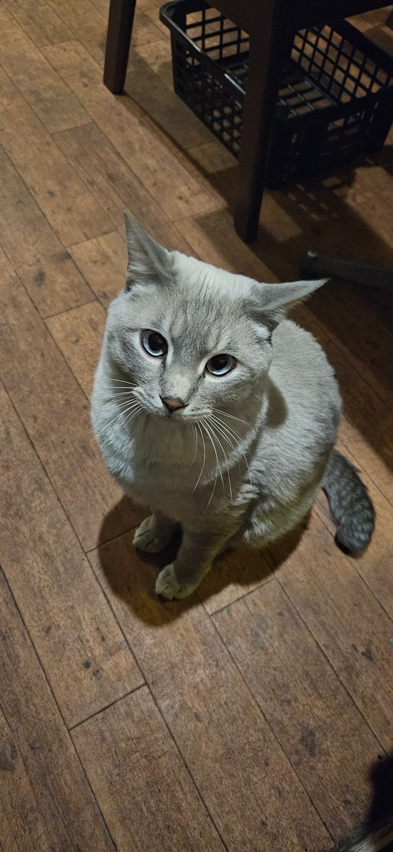 necorumi's tweet photo. いつもの猫カフェ
ゴールデンウィーク最終日でも休まずおやつを貰いに来る猫 https://t.co/Utho9iEqkc