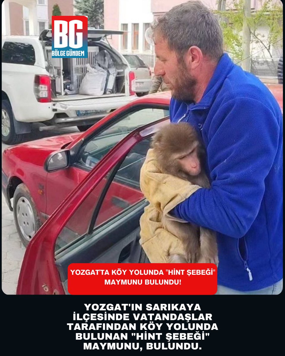 bolgegundem's tweet image. Yozgat'ta köy yolunda "Hint şebeği" maymunu bulundu!
bolgegundem.com.tr/yozgatta-koy-y… #yozgat #maymun