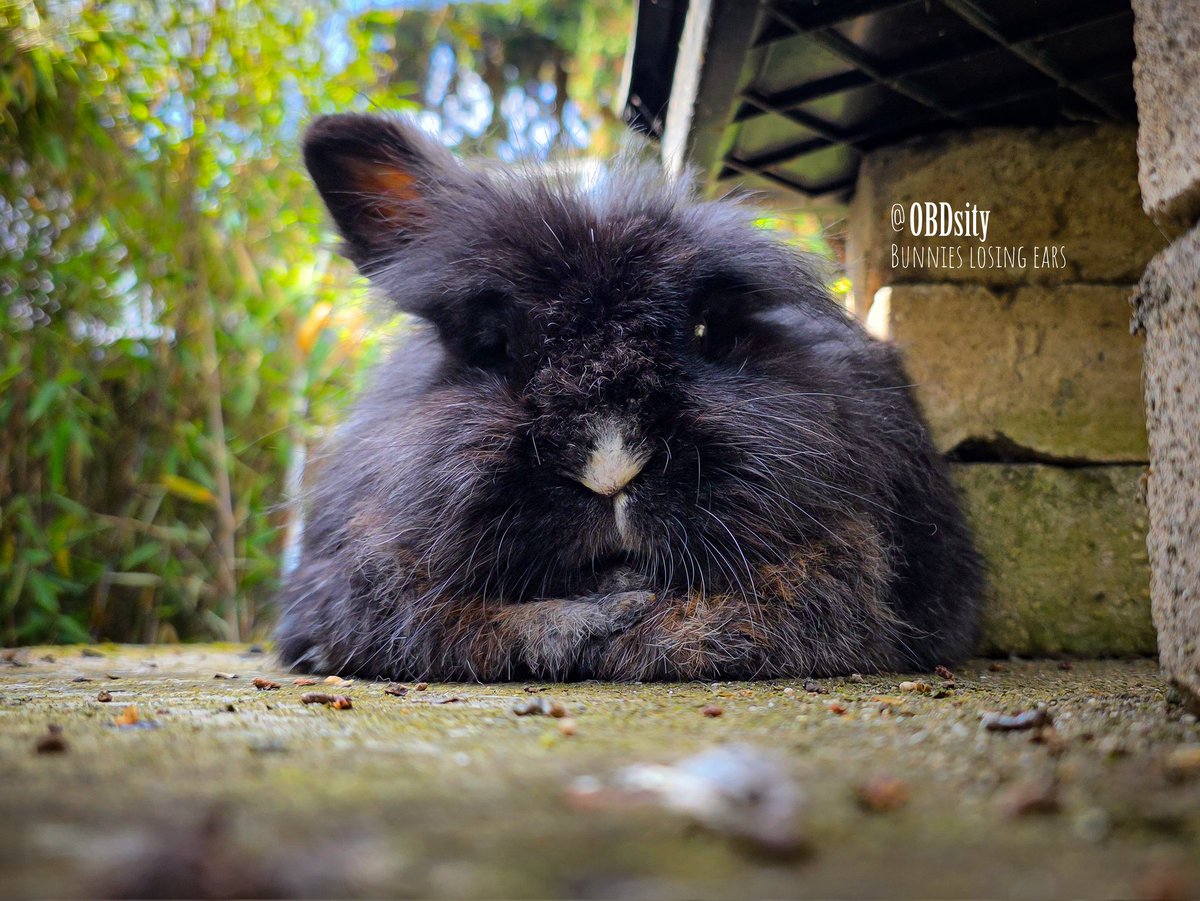 obdsity's tweet photo. Oh no! 😱 Dottie flopped so hard, one of her ears fell off 😭 Now she can't find it anymore, the darn #EarThief must've found and taken it home 😭

#StopTheEarThief #EarTheftThursday #DottieThursday https://t.co/NyNR6RwWFB