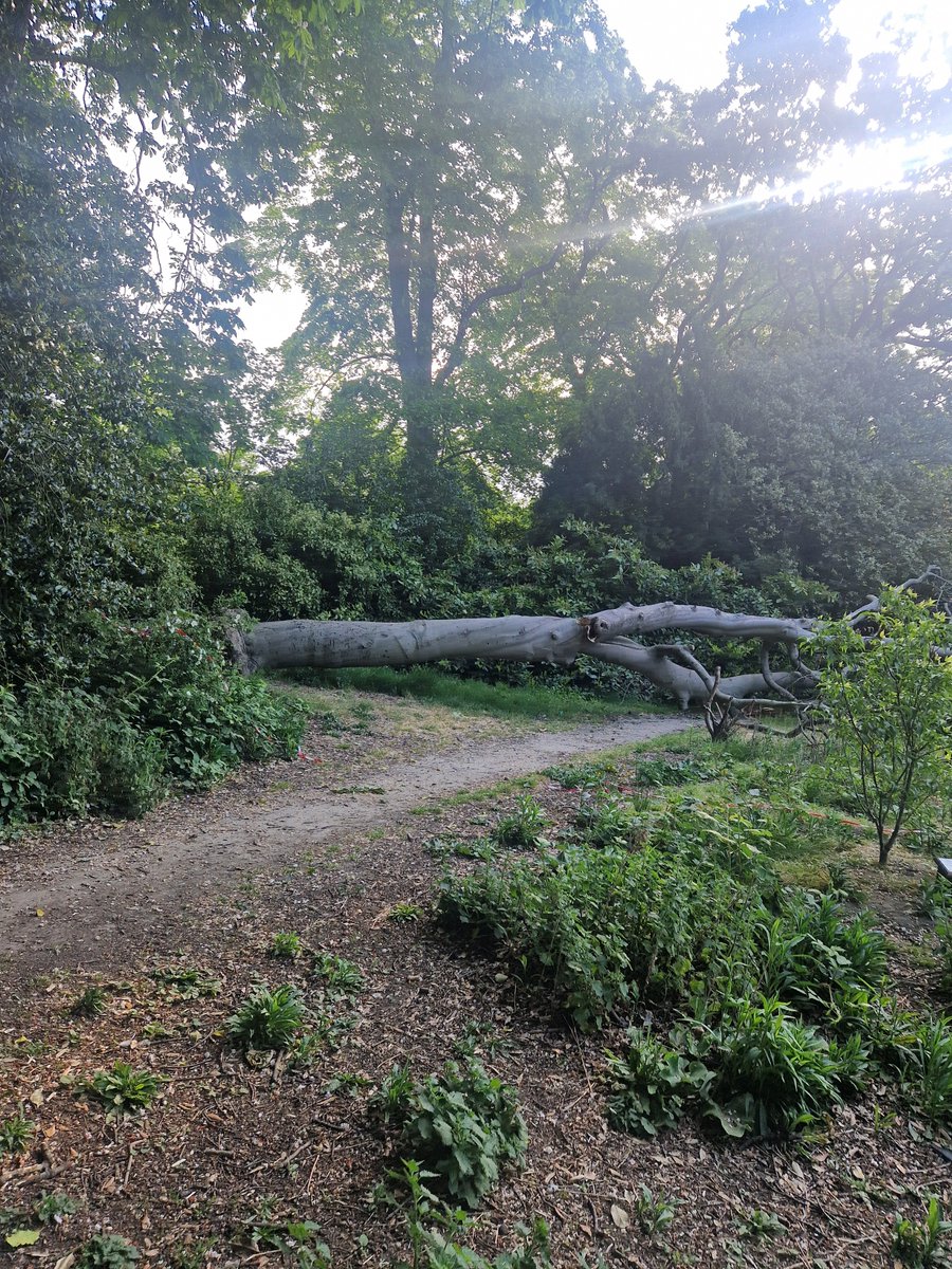 Tree tweet media