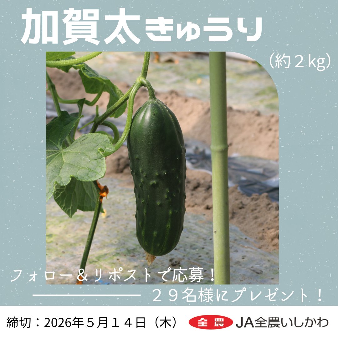 「#加賀太きゅうり」プレゼント企画🥒
石川県産「加賀太きゅうり（３本・約２kg）」が当たるキャンペーンを開催✨
抽選で29名様にプレゼントします🎶

応募方法
1️⃣<a href="/shokuikuzennoh/">全農広報部 食農応援</a>をフォロー
2️⃣この投稿をリポスト
〆切👉2026/5/14

#全農 #全農いしかわ